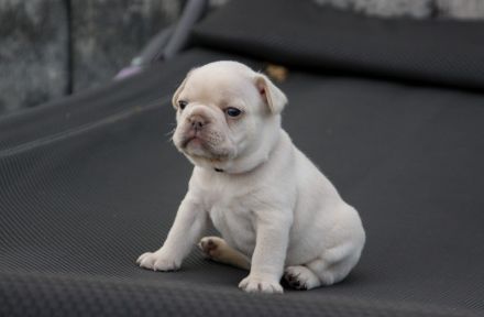 Französische Bulldogge Welpen
