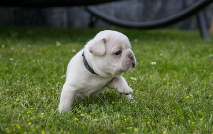 Französische Bulldogge Welpen