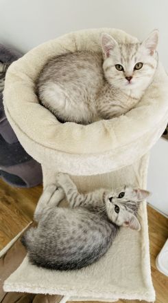 Babykatze bkh reinrassig