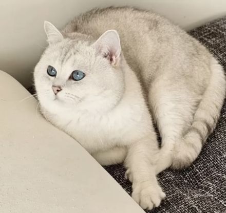 Babykatze bkh reinrassig