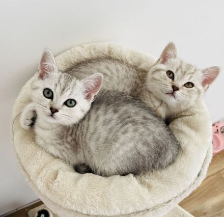 Babykatze bkh reinrassig