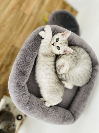 Babykatze bkh reinrassig