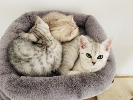 Babykatze bkh reinrassig