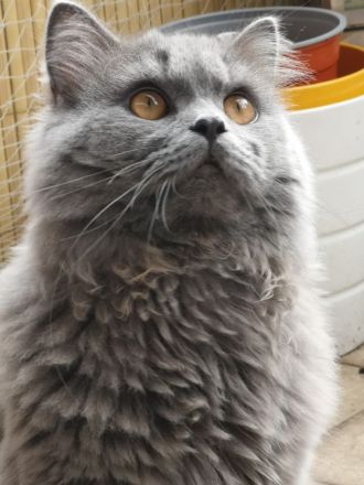 British Langhaar BLH Kater 9 Monate Blue zu verkaufen