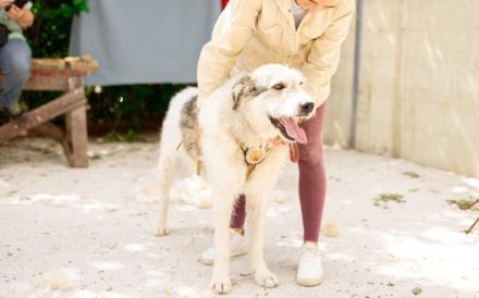 freundlicher Grappa wünscht sich eine eigene Familie