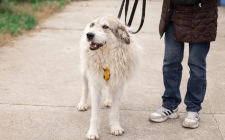 freundlicher Grappa wünscht sich eine eigene Familie