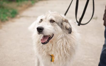 freundlicher Grappa wünscht sich eine eigene Familie