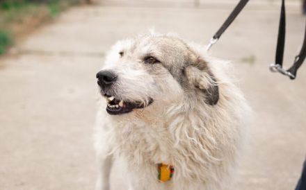 freundlicher Grappa wünscht sich eine eigene Familie