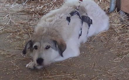 freundlicher Grappa wünscht sich eine eigene Familie