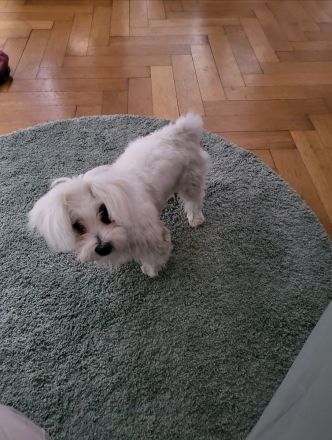 Malteser Hund
