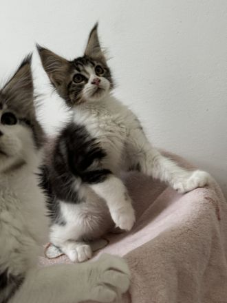 Maine Coon Kitten mit Stammbaum, Kater &  Katzen
