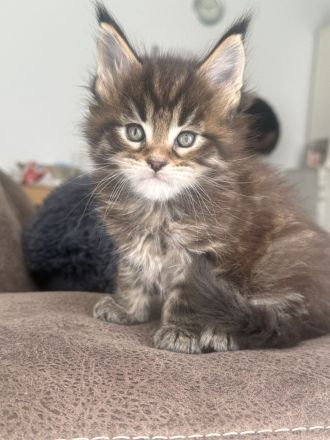 XXL Maine Coon Kitten Kater &  Katzen