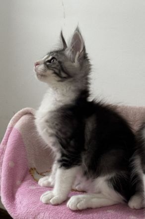 Maine Coon Kitten mit Stammbaum, Kater &  Katzen