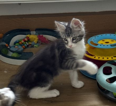 Maine Coon Kitten mit Stammbaum, Kater &  Katzen