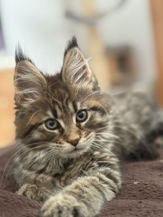 XXL Maine Coon Kitten Kater &  Katzen