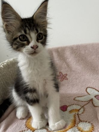 Maine Coon Kitten mit Stammbaum, Kater &  Katzen