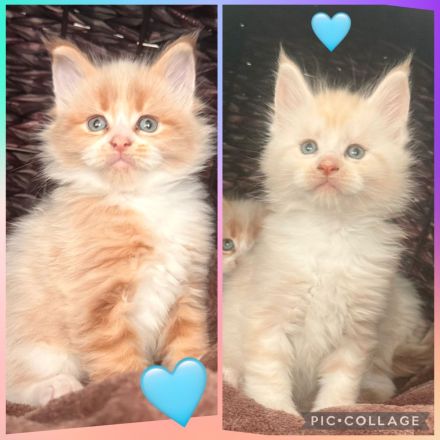 XXL Maine Coon Kitten Kater &  Katzen