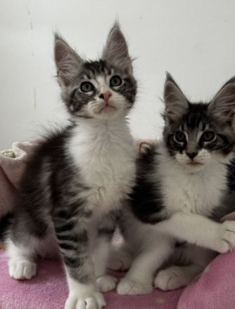 Maine Coon Kitten mit Stammbaum, Kater &  Katzen
