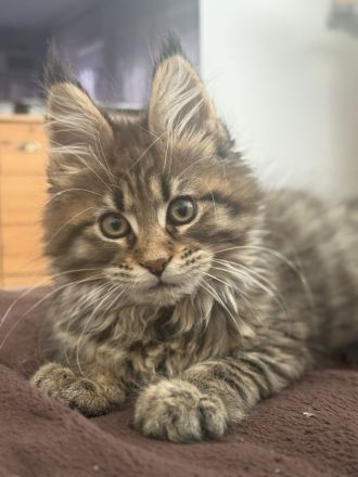 XXL Maine Coon Kitten Kater &  Katzen