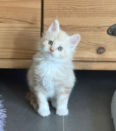 XXL Maine Coon Kitten Kater &  Katzen