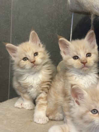 XXL Maine Coon Kitten Kater &  Katzen