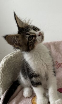 Maine Coon Kitten mit Stammbaum, Kater &  Katzen