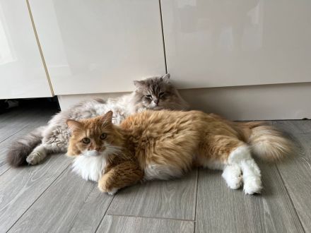 Krasivaya Koshka (Schöne Katze) mit Vereinszugehörigkeit - Sibirische Katzen -  Mosel / Nähe Trier