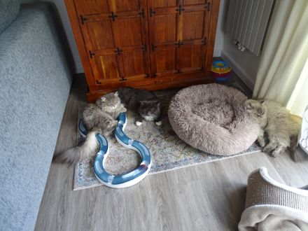 Krasivaya Koshka (Schöne Katze) mit Vereinszugehörigkeit - Sibirische Katzen -  Mosel / Nähe Trier