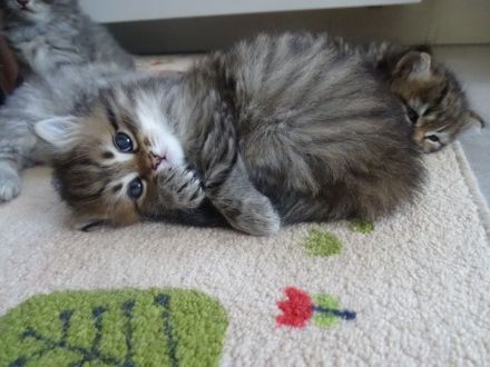 Krasivaya Koshka (Schöne Katze) mit Vereinszugehörigkeit - Sibirische Katzen -  Mosel / Nähe Trier