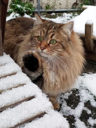 Krasivaya Koshka (Schöne Katze) mit Vereinszugehörigkeit - Sibirische Katzen -  Mosel / Nähe Trier