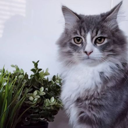 Krasivaya Koshka (Schöne Katze) mit Vereinszugehörigkeit - Sibirische Katzen -  Mosel / Nähe Trier