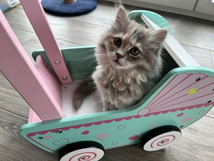 Krasivaya Koshka (Schöne Katze) mit Vereinszugehörigkeit - Sibirische Katzen -  Mosel / Nähe Trier