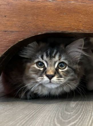 Krasivaya Koshka (Schöne Katze) mit Vereinszugehörigkeit - Sibirische Katzen -  Mosel / Nähe Trier
