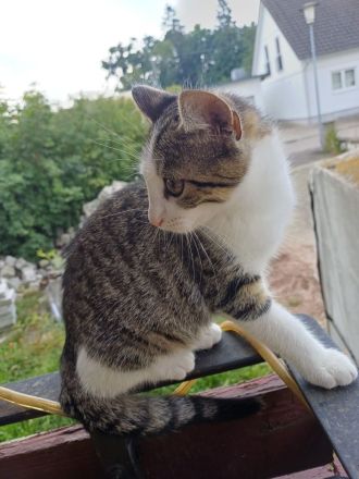 Baby katzen zu verkaufen