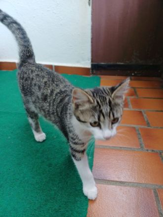 Baby katzen zu verkaufen