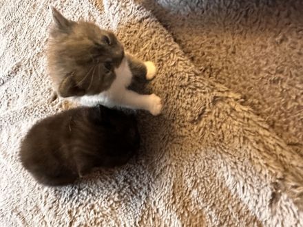 Reinrassige, Babykatzen BKH