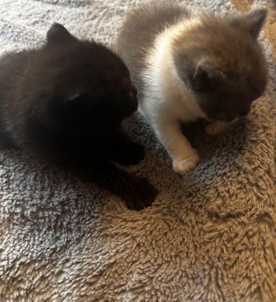 Reinrassige, Babykatzen BKH