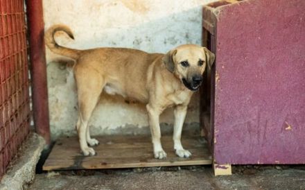 Unsicherer Louis sucht liebevolles Zuhause