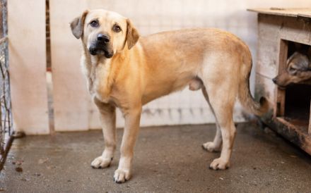 Unsicherer Louis sucht liebevolles Zuhause