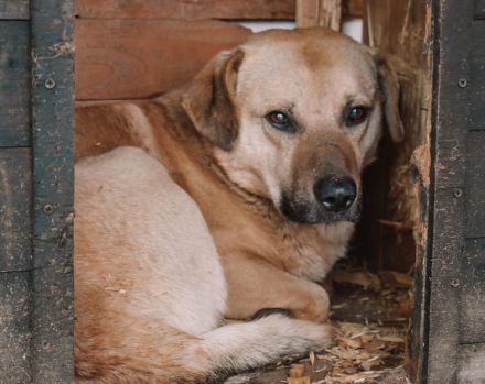 Unsicherer Louis sucht liebevolles Zuhause