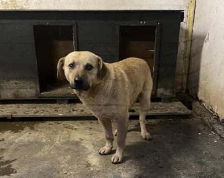 Unsicherer Louis sucht liebevolles Zuhause