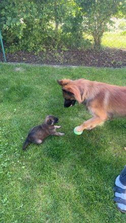 Schäfer-Harzerfuchs Welpen