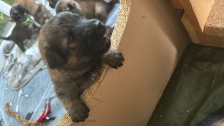 Schäfer-Harzerfuchs Welpen