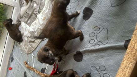 Schäfer-Harzerfuchs Welpen