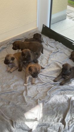 Schäfer-Harzerfuchs Welpen