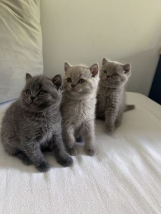 BKH Kitten zur Verkaufen!!!!!