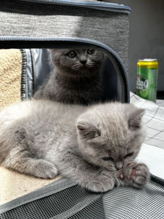 BKH Kitten zur Verkaufen!!!!!