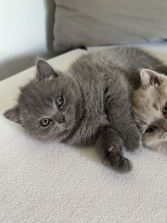 BKH Kitten zur Verkaufen!!!!!