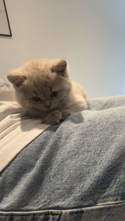 BKH Kitten zur Verkaufen!!!!!