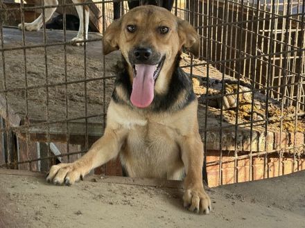 VITA    ca. 2-jährige sehr zutrauliche, liebe, neugierige Hündin, ca. 52 cm